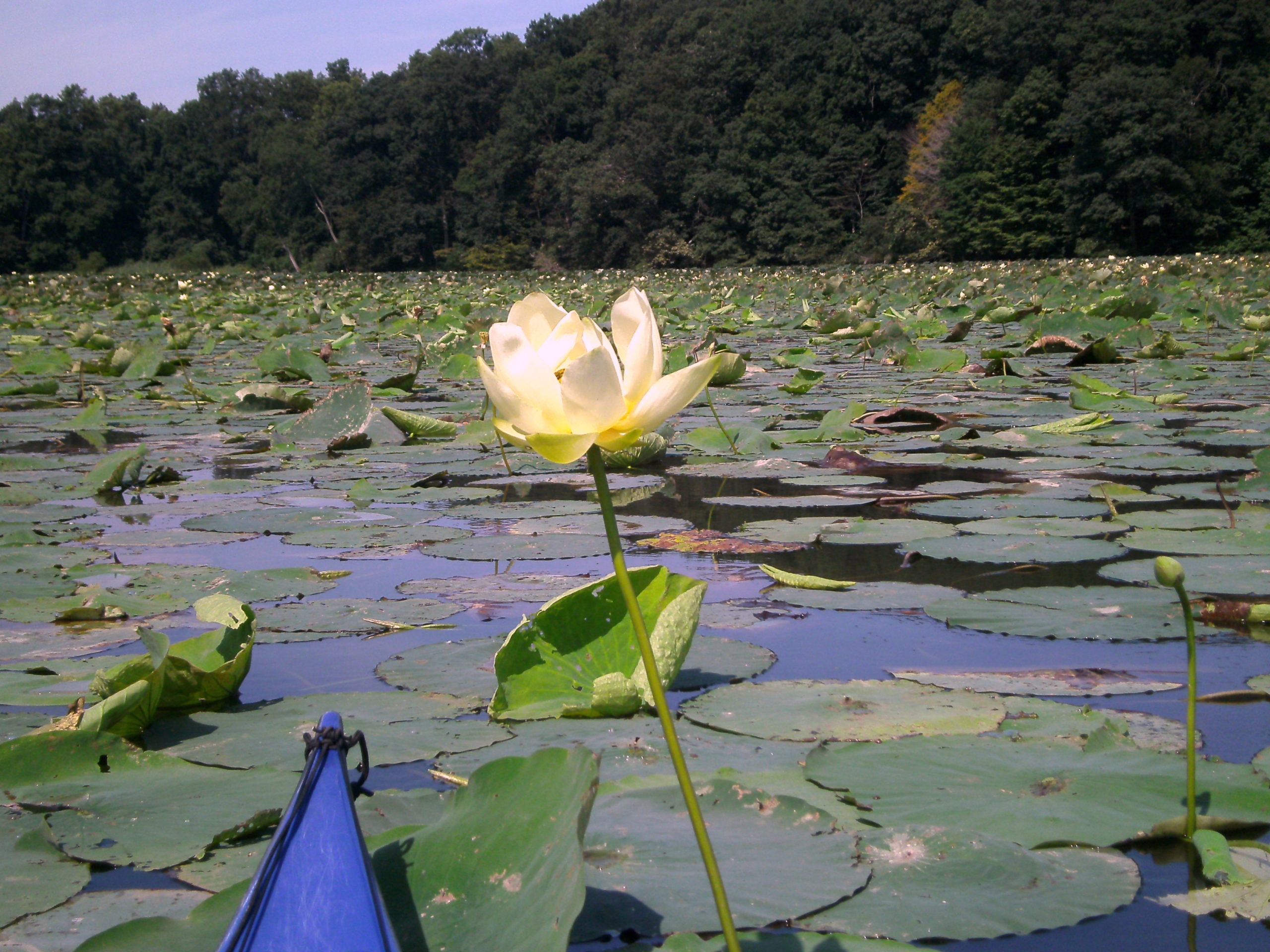 Turners Creek Lotus Blossom